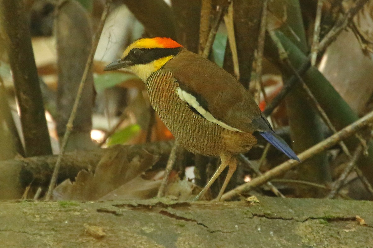 Malayan Banded-Pitta - ML584088891