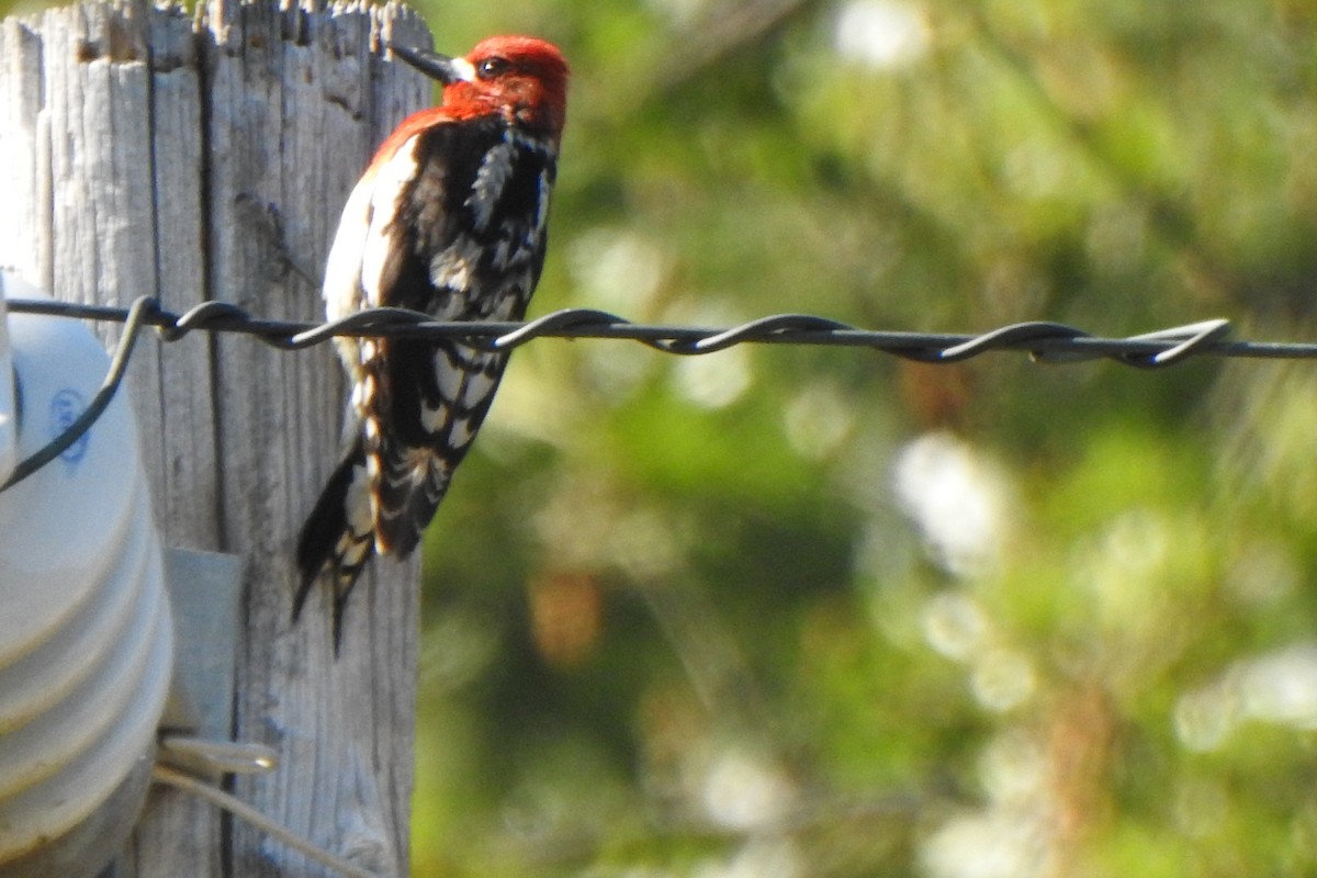 Red-breasted Sapsucker - ML584089391
