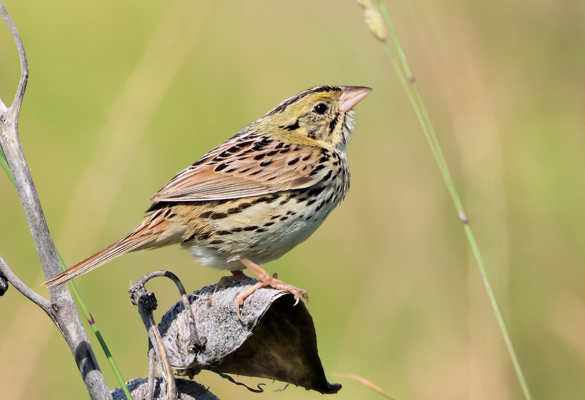 Henslow's Sparrow - ML584089421