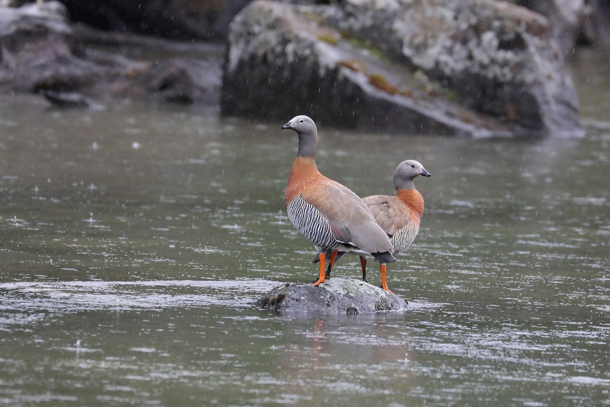 Ashy-headed Goose - ML584089641