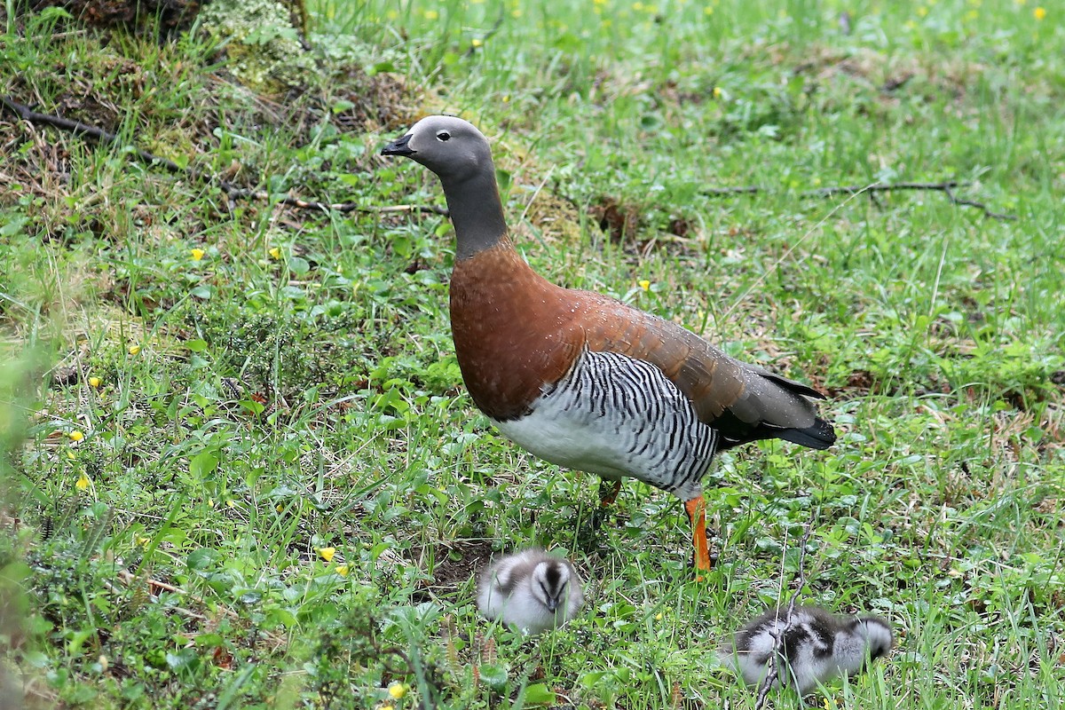 Ashy-headed Goose - Stephen Gast