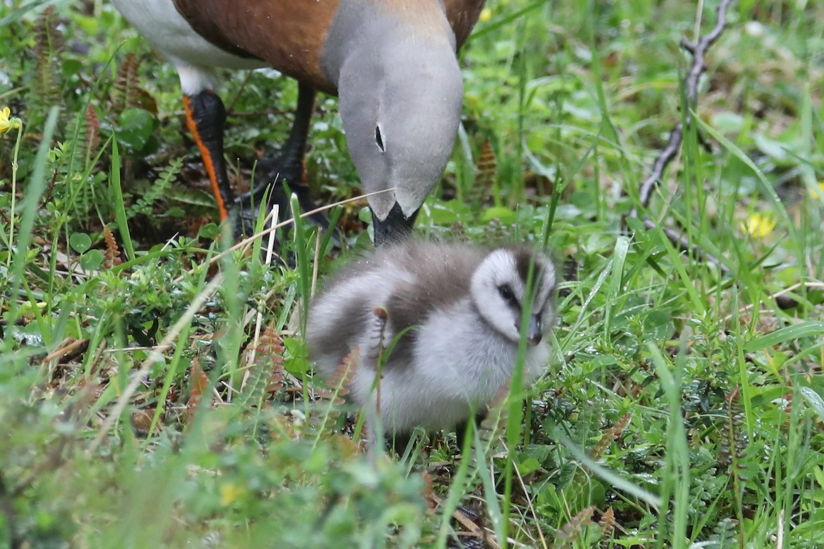 Ashy-headed Goose - ML584089671