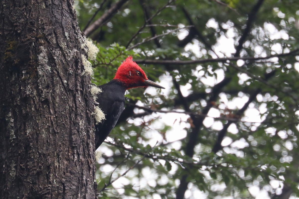 Magellanic Woodpecker - ML584090341