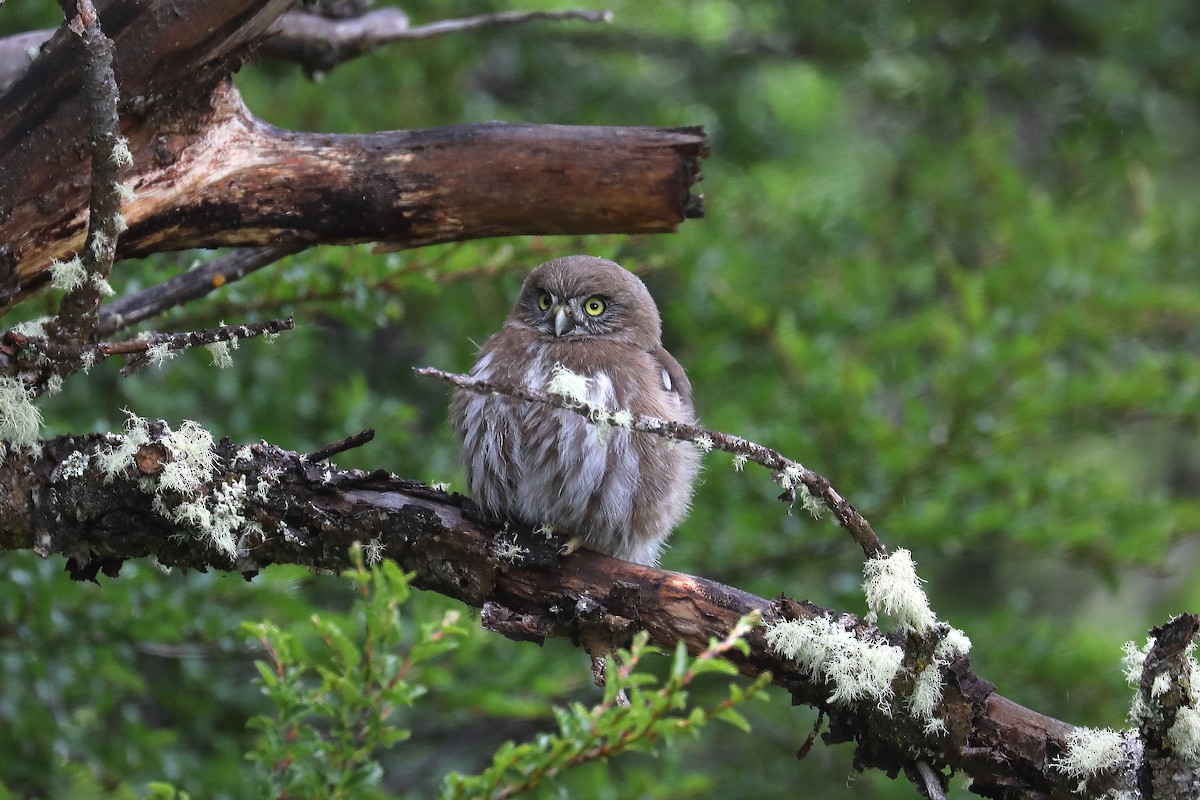 Austral Pygmy-Owl - Stephen Gast