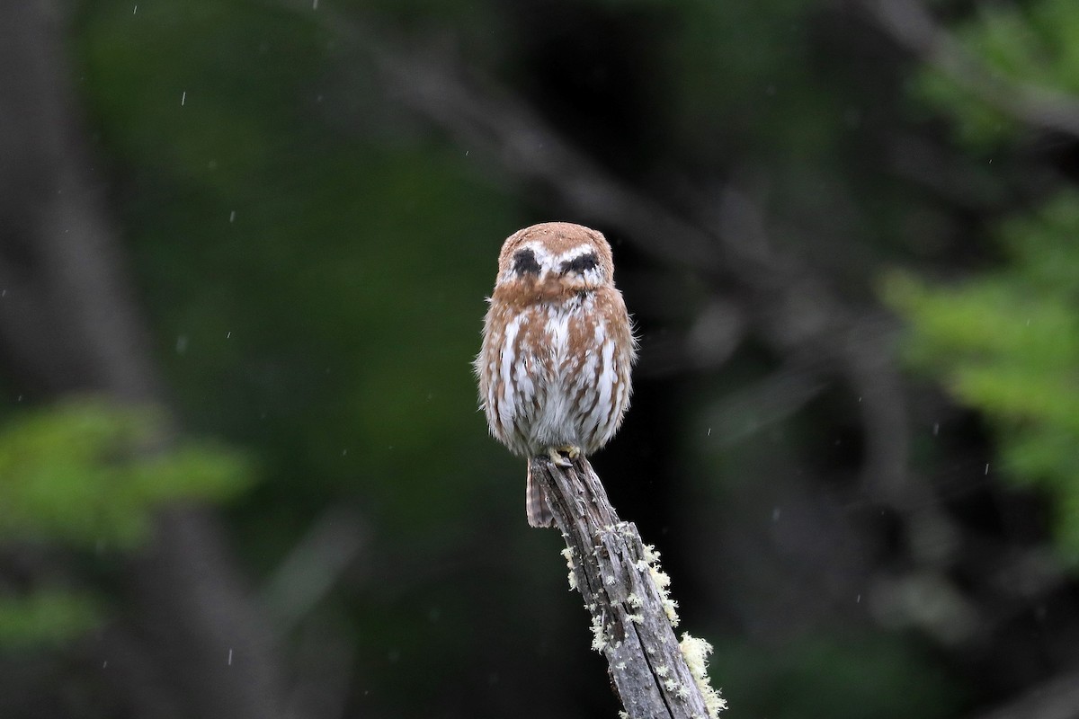 Austral Pygmy-Owl - ML584090641