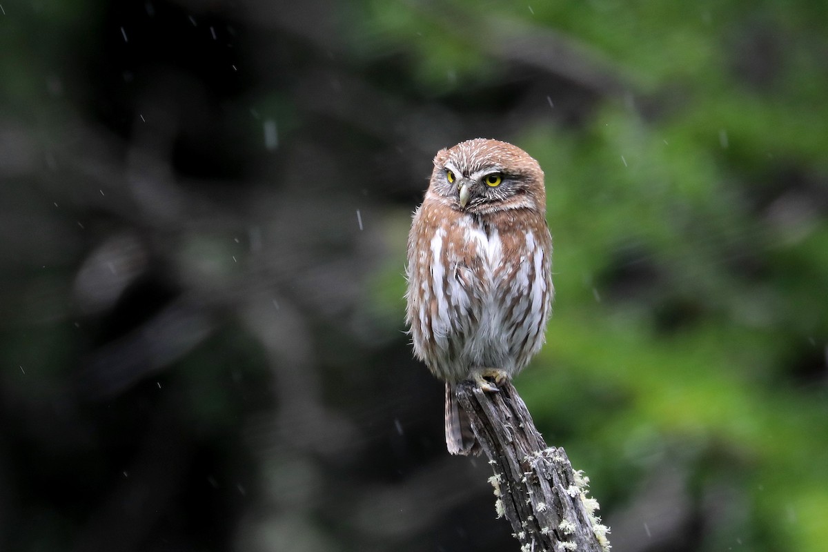Austral Pygmy-Owl - ML584090661