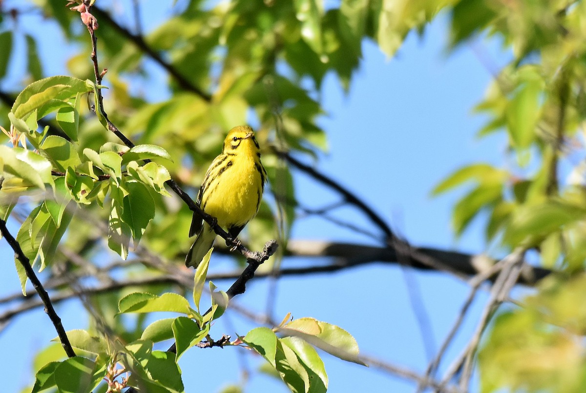 Prairie Warbler - ML584090731