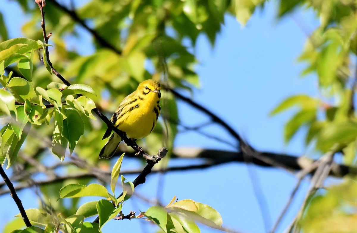 Prairie Warbler - ML584090741