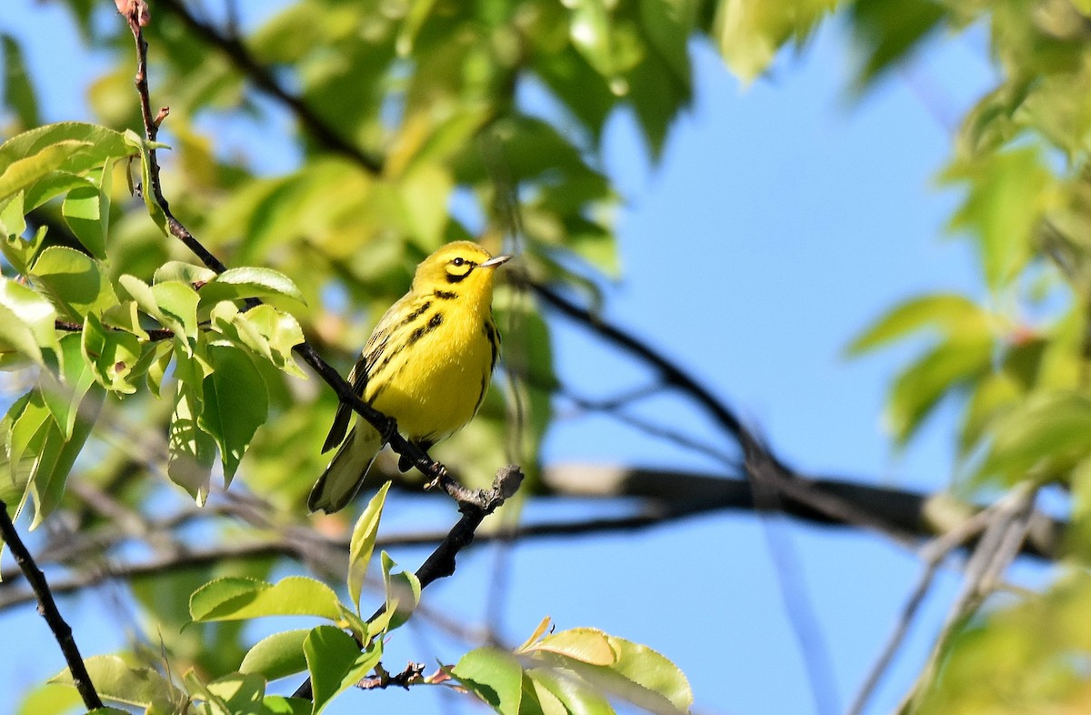 Prairie Warbler - ML584090751