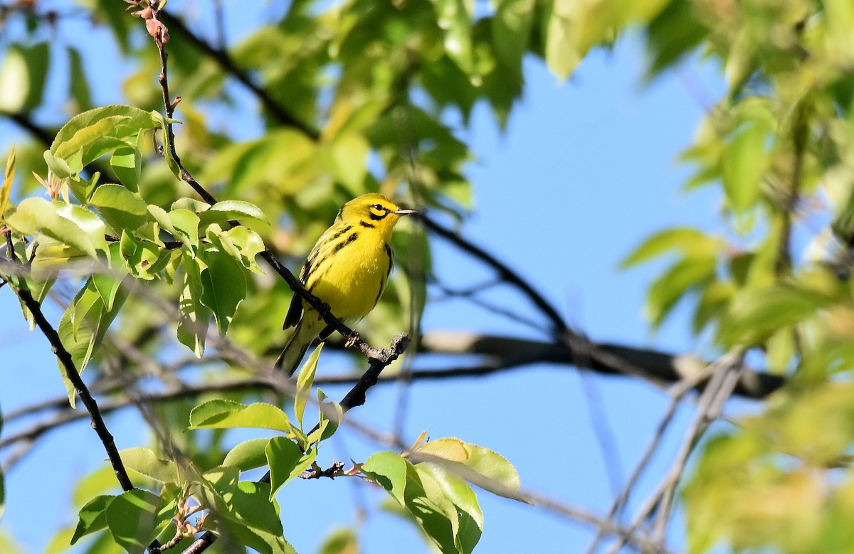 Prairie Warbler - ML584090761