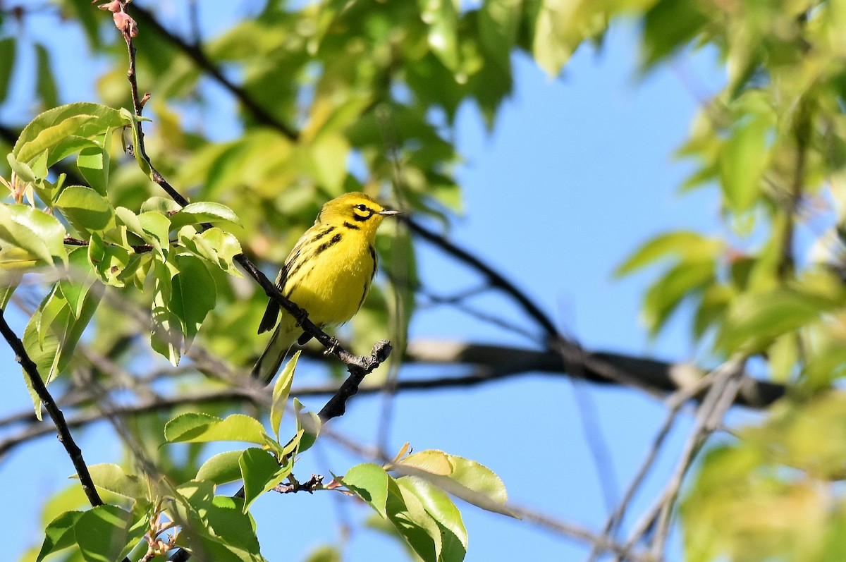 Prairie Warbler - ML584090771