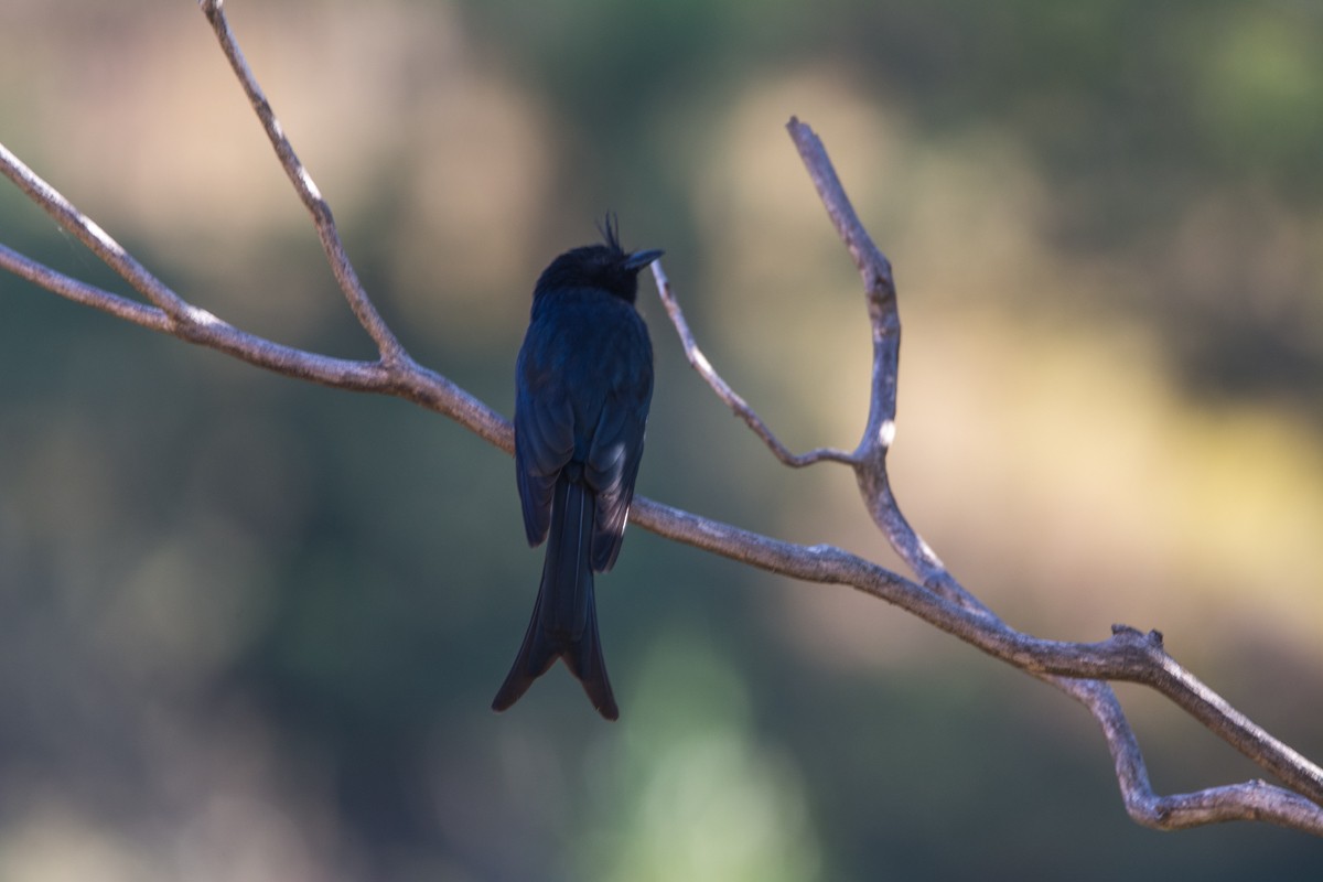 Crested Drongo - ML584091201