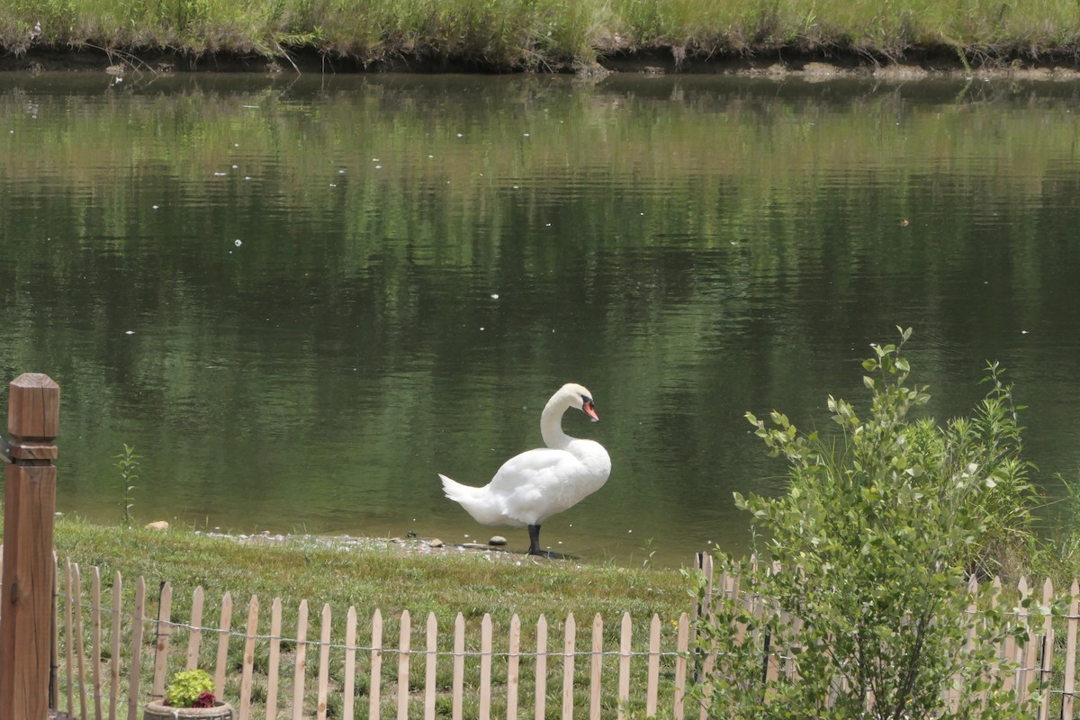 Mute Swan - ML584093341