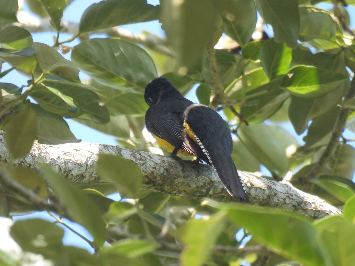 Gartered Trogon - ML584094021