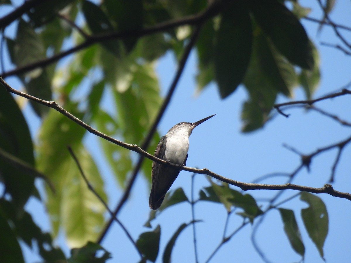 White-bellied Emerald - ML584094211