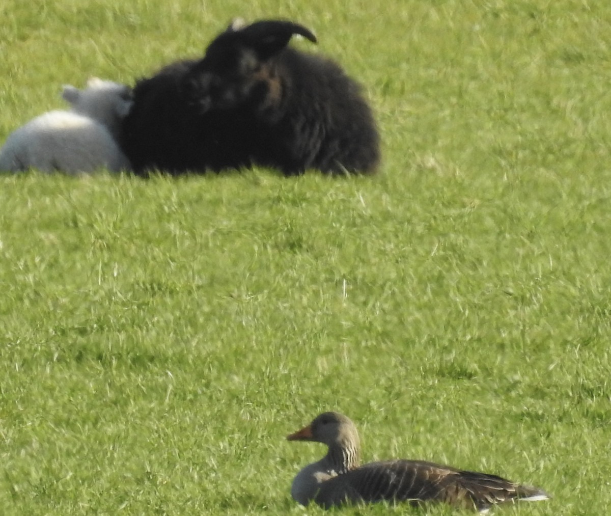 Graylag Goose - ML584094301