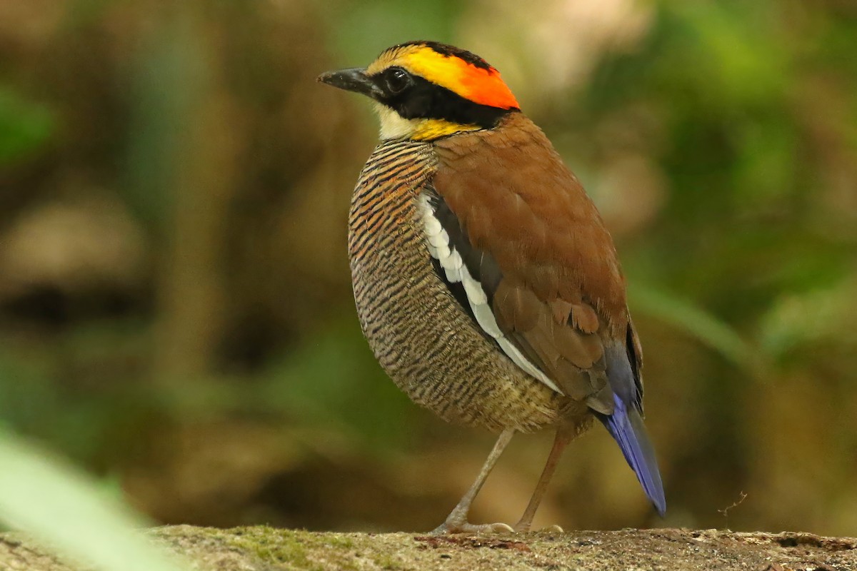 Malayan Banded-Pitta - ML584094791