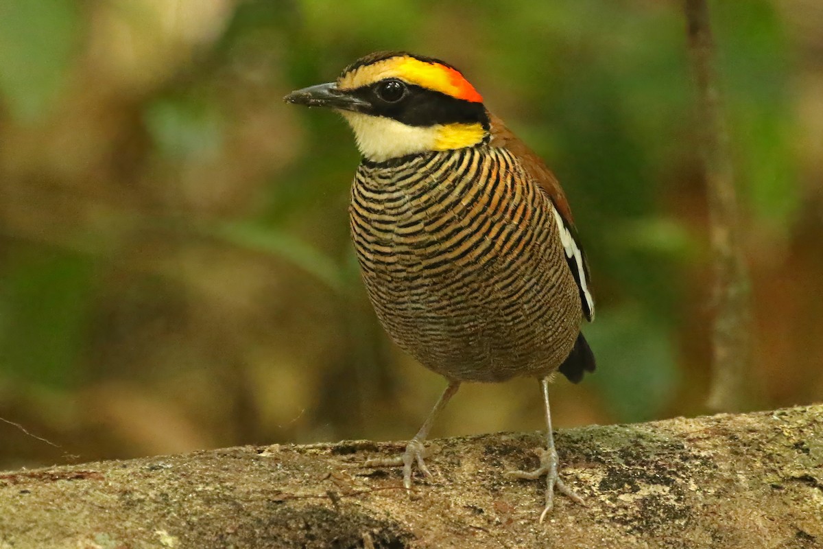 Malayan Banded-Pitta - ML584094801