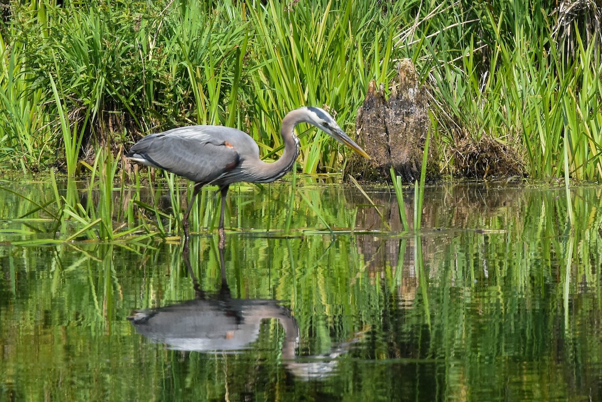 Great Blue Heron - Ted Kavanagh