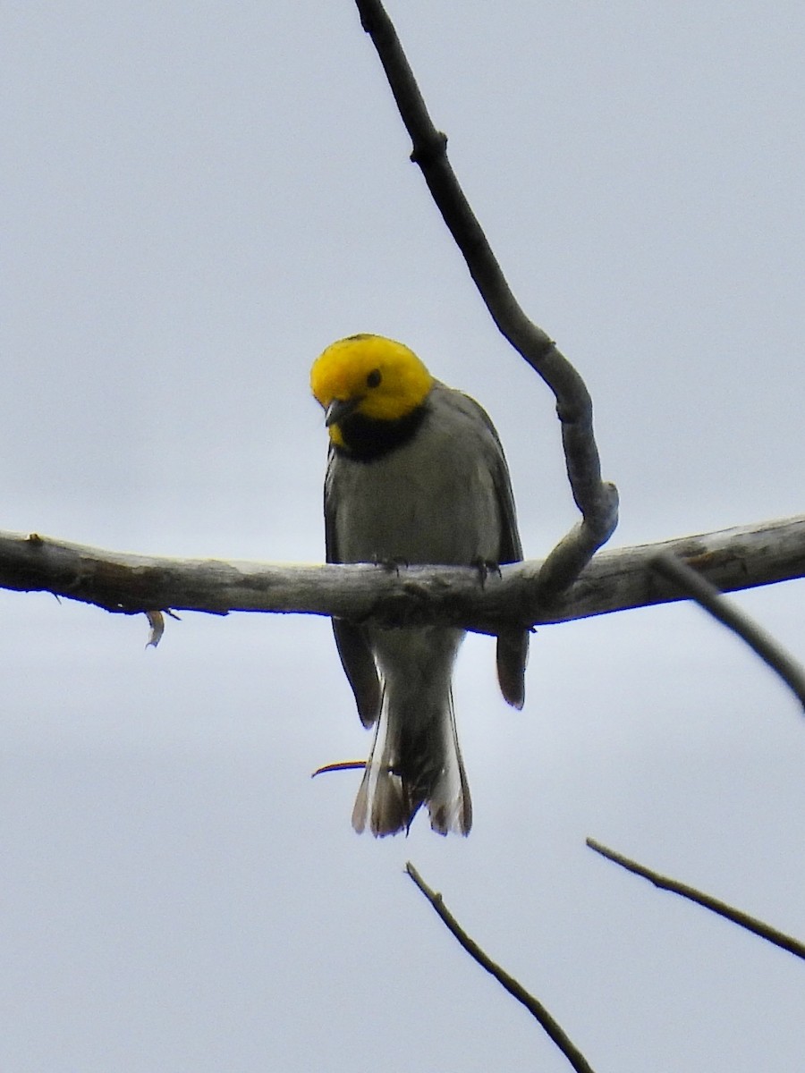 Paruline à tête jaune - ML584095101