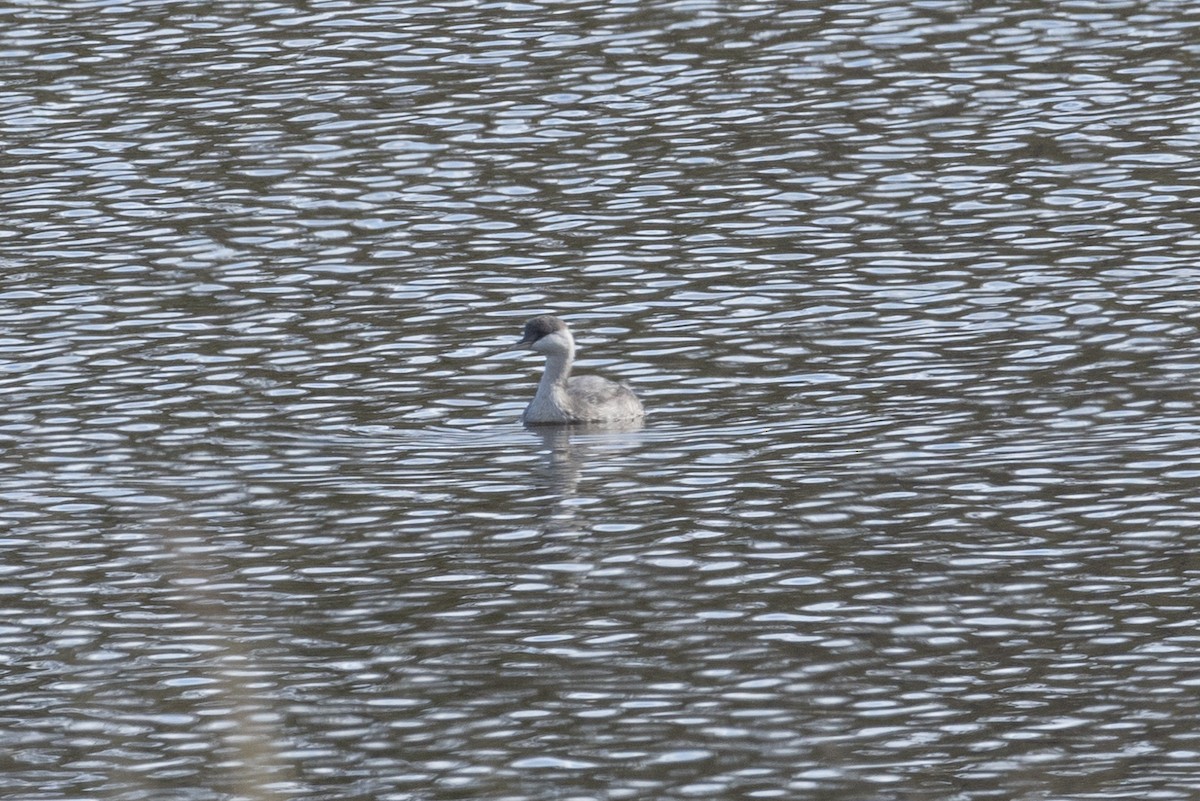 Hoary-headed Grebe - Chris Burwell