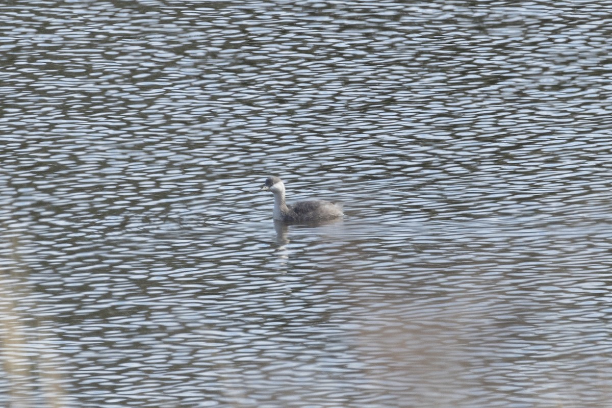 Hoary-headed Grebe - Chris Burwell