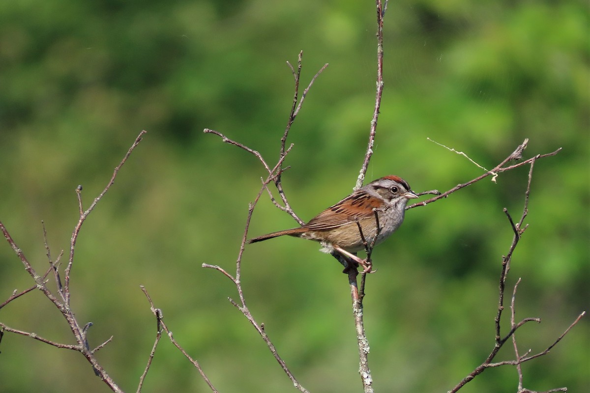 Swamp Sparrow - ML584096801