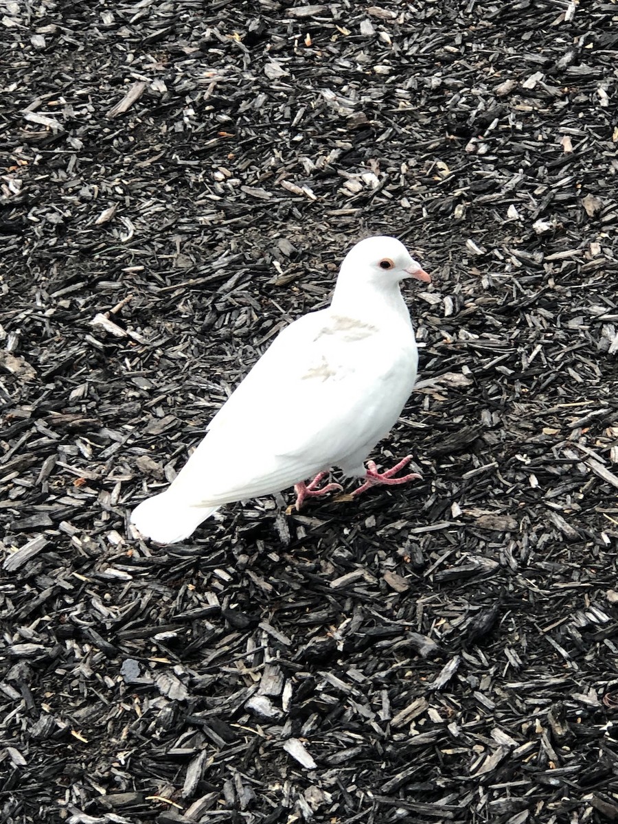 Rock Pigeon (Feral Pigeon) - ML584096831