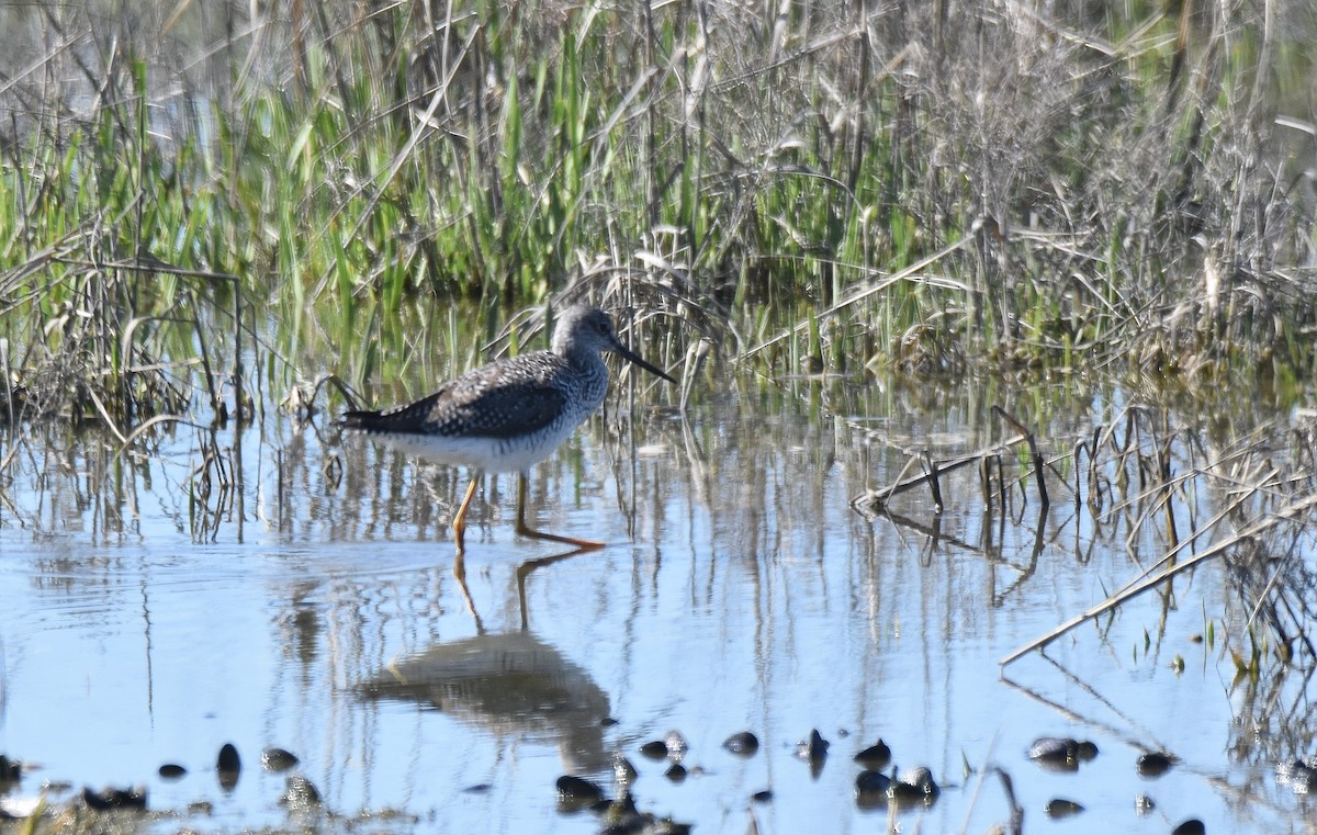 Greater Yellowlegs - ML584097621