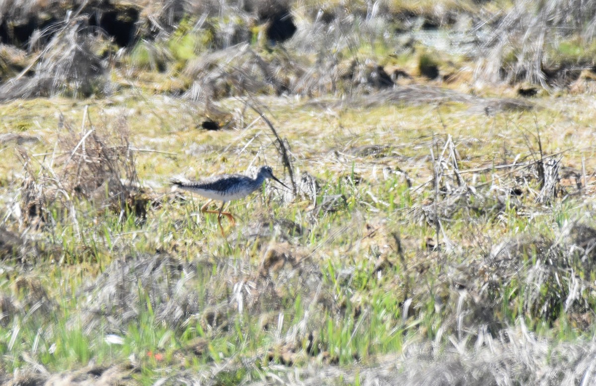 Greater Yellowlegs - ML584097841