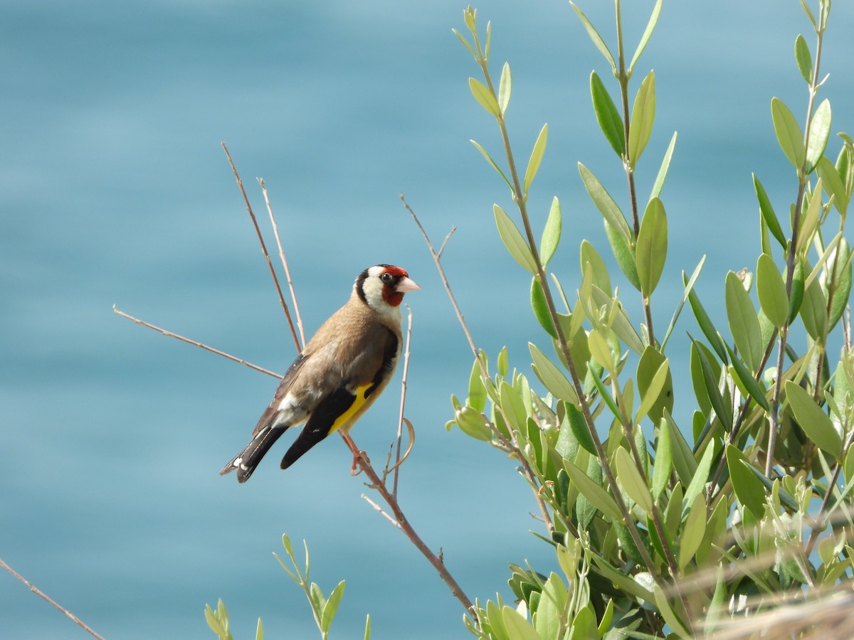 European Goldfinch - ML584097881