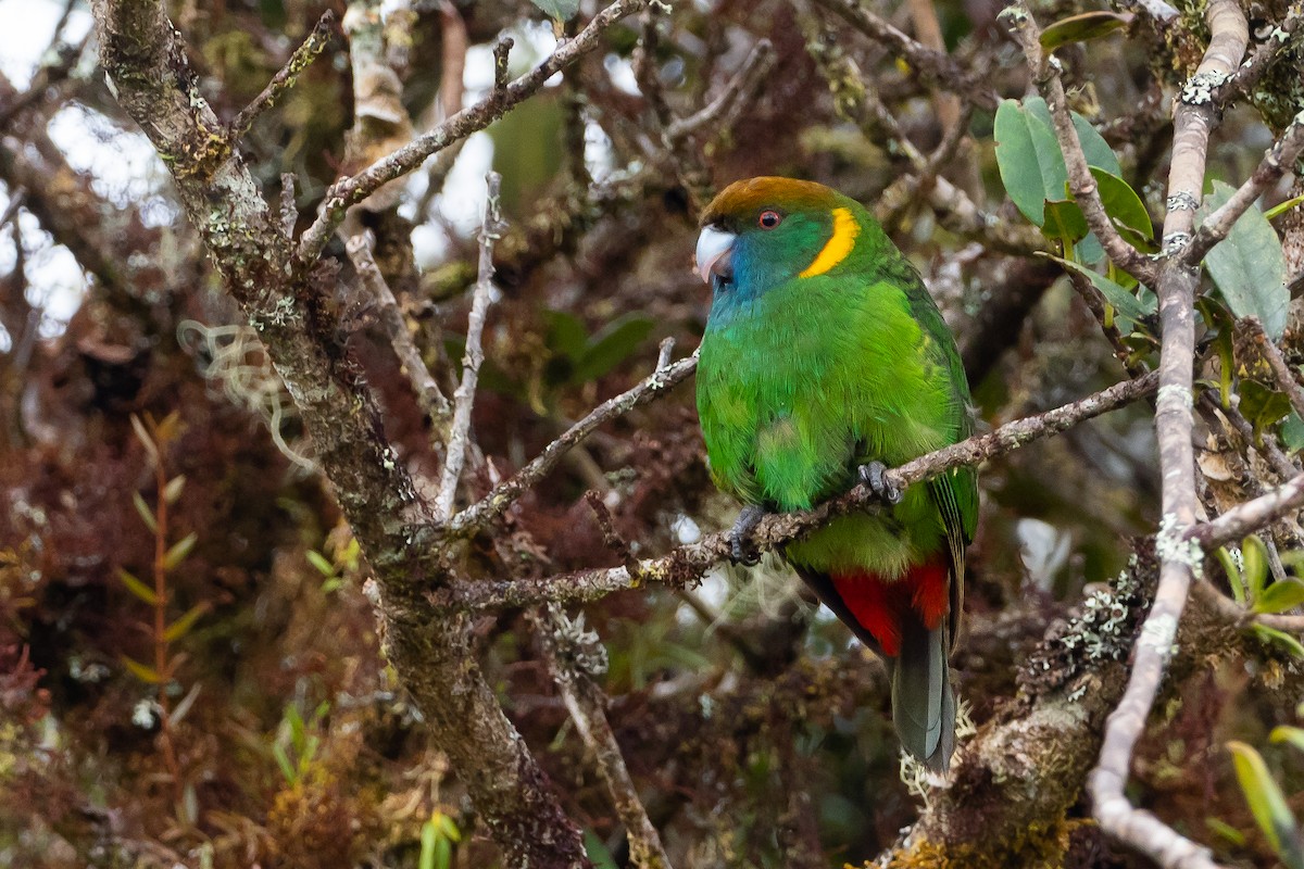 Painted Tiger-Parrot - ML584098451