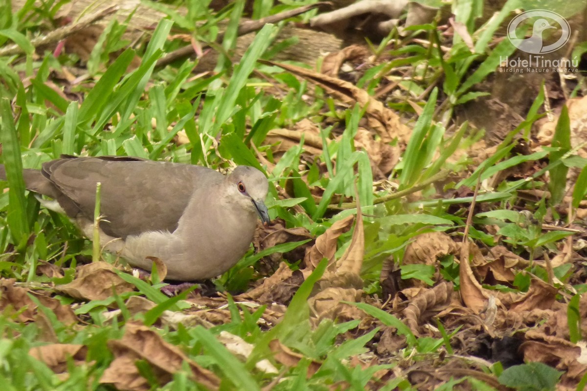 White-tipped Dove - ML58409991