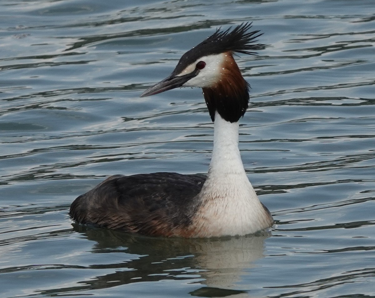 Great Crested Grebe - ML584099971