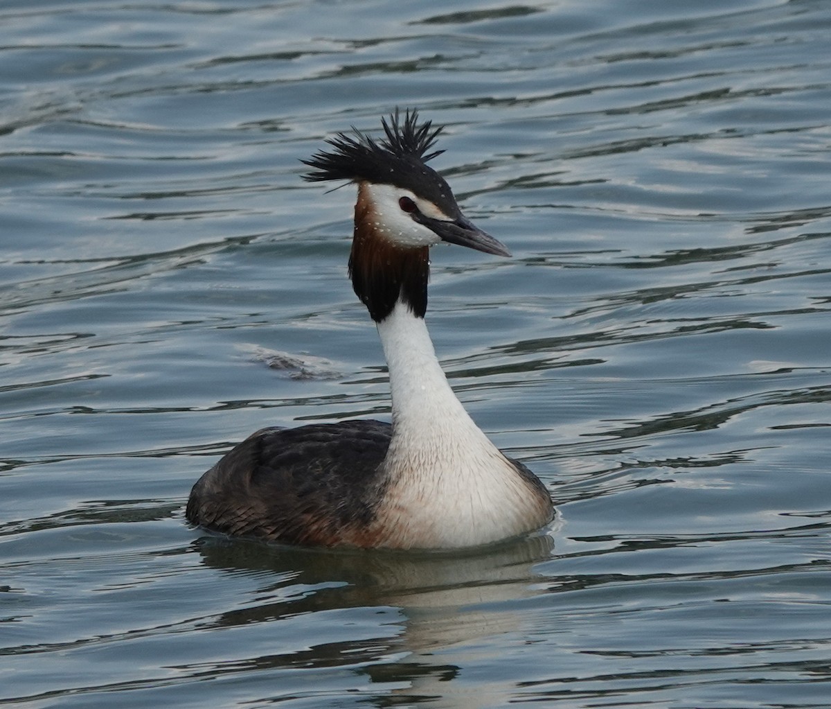 Great Crested Grebe - ML584099981