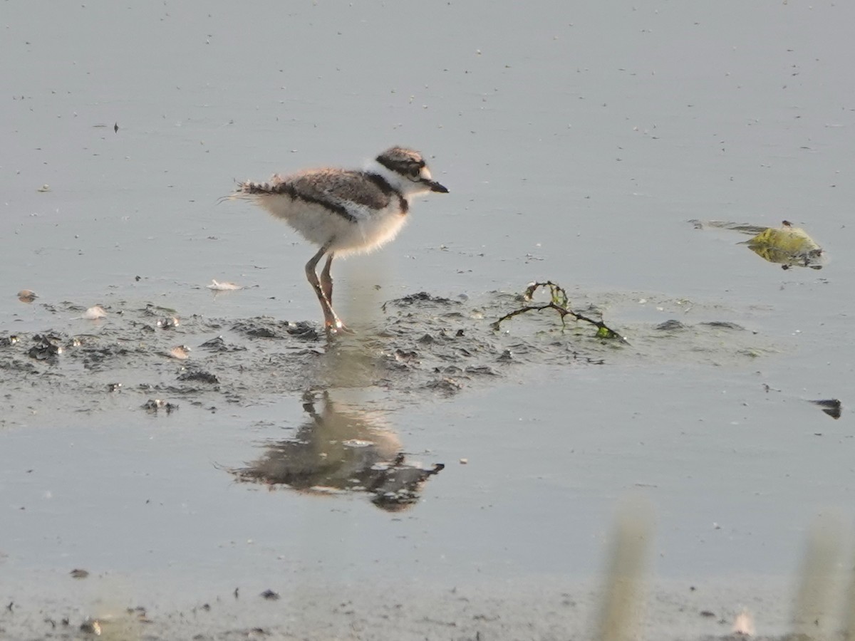 Killdeer - ML584100471