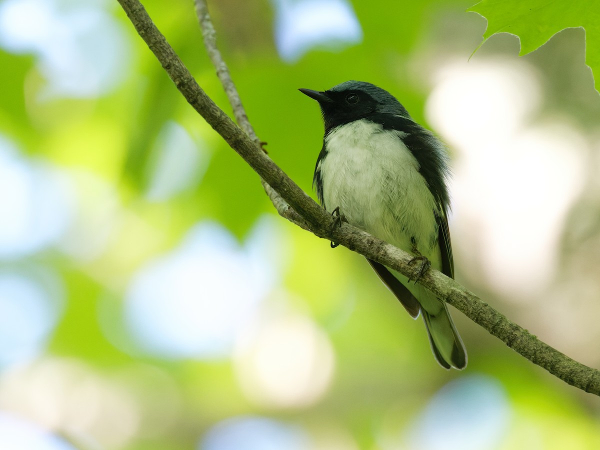 Black-throated Blue Warbler - ML584101301