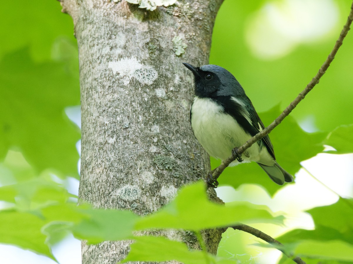 Black-throated Blue Warbler - ML584101321
