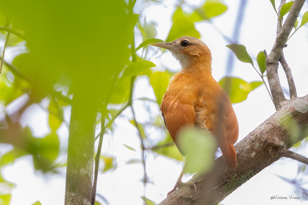 Caribbean Hornero - ML584101401