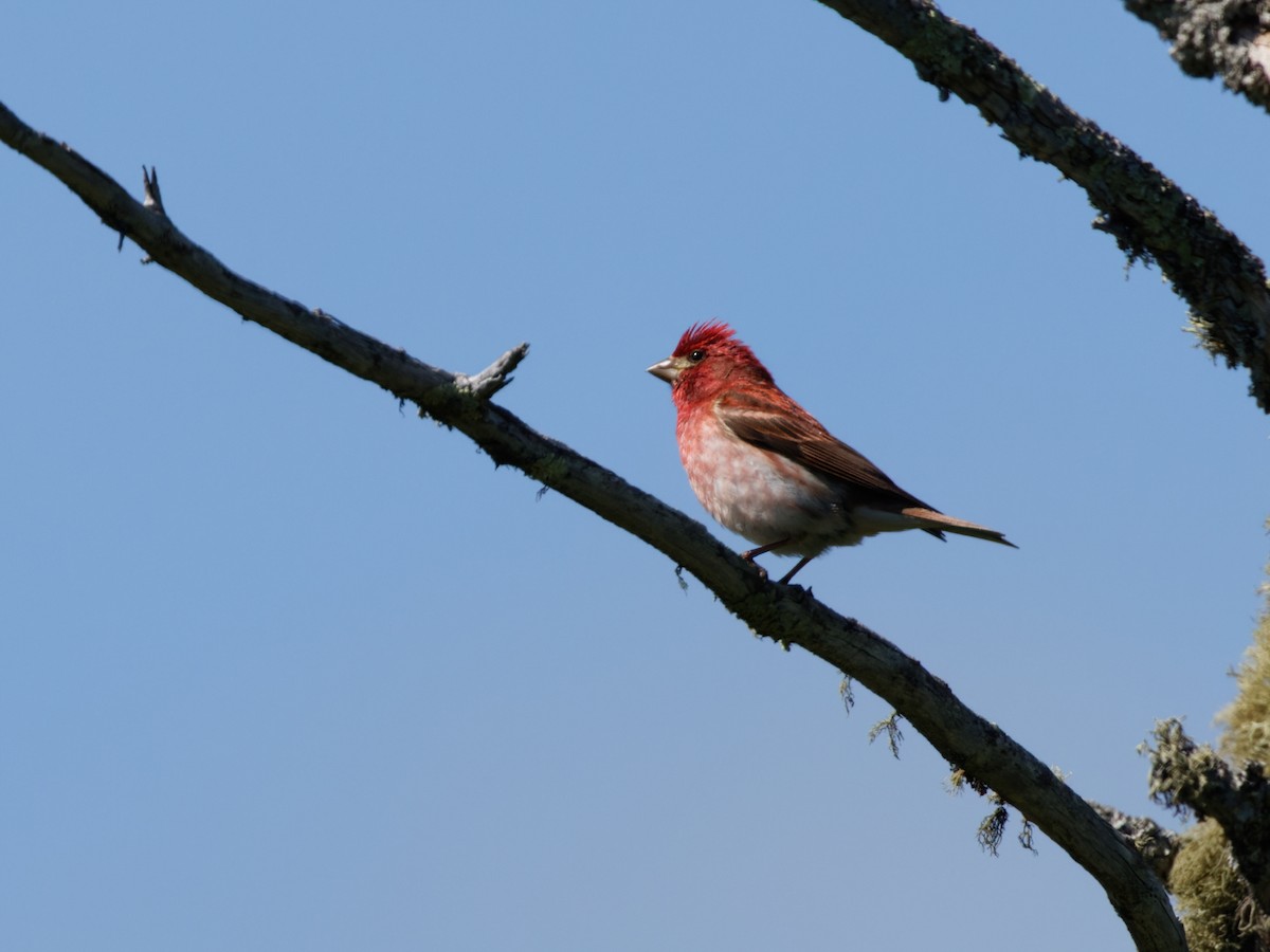 Purple Finch - ML584101481
