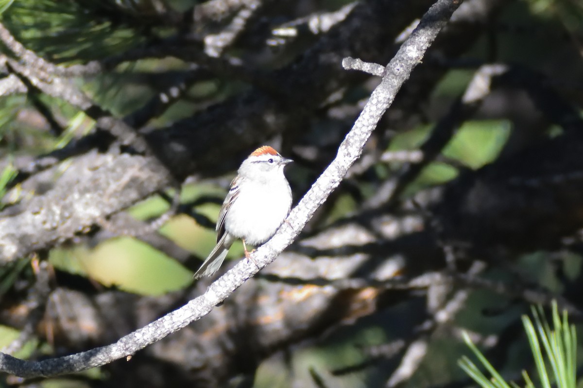 Chipping Sparrow - ML584102251