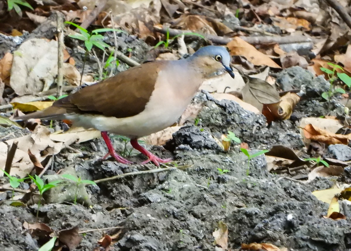 Сероголовая голубка (plumbeiceps/notia) - ML584102301