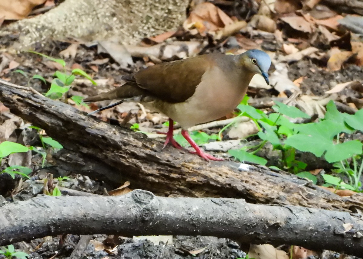 Сероголовая голубка (plumbeiceps/notia) - ML584102311
