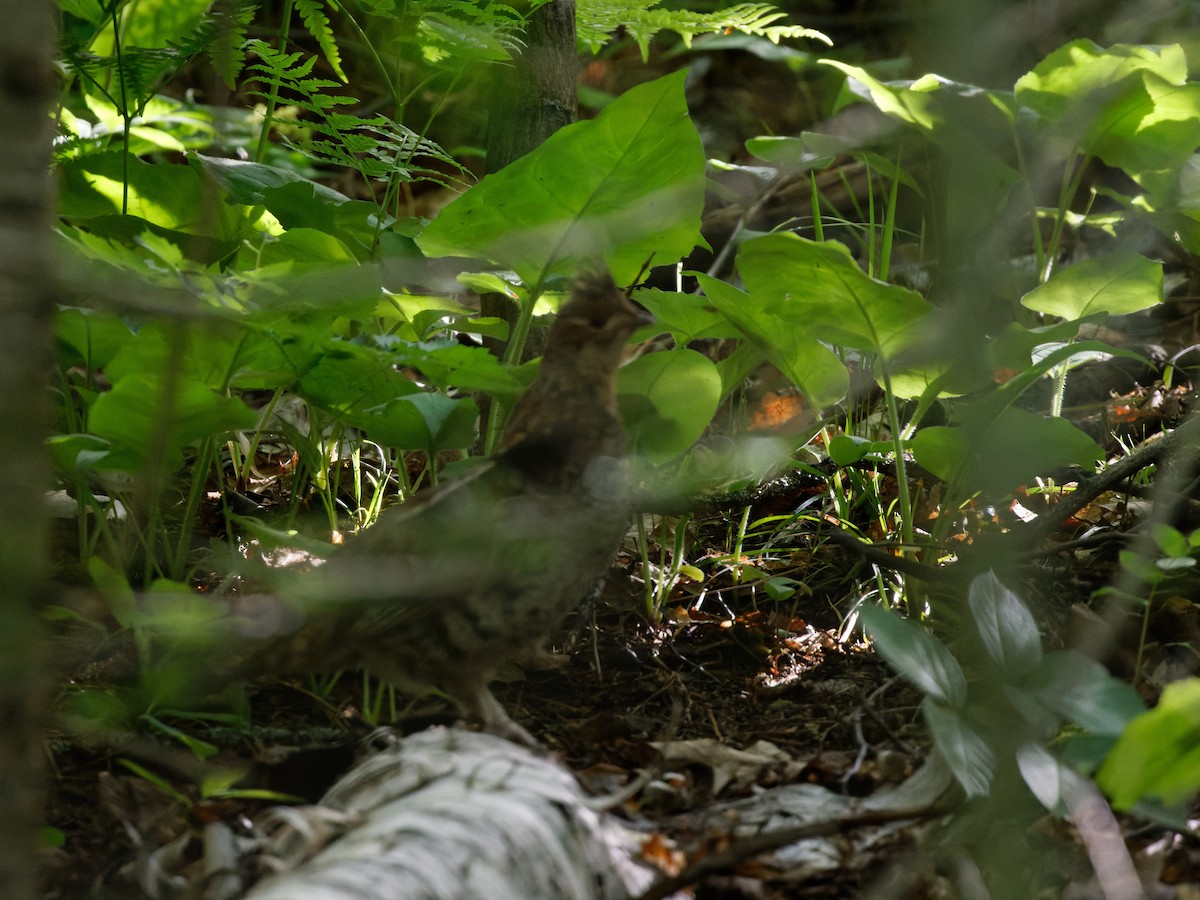 Ruffed Grouse - ML584102551