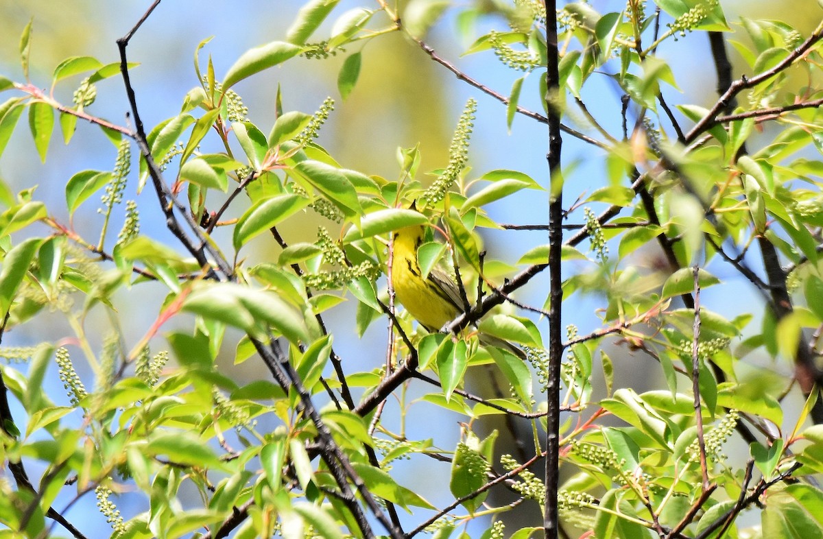Prairie Warbler - ML584103131
