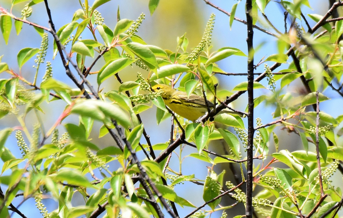 Prairie Warbler - ML584103141