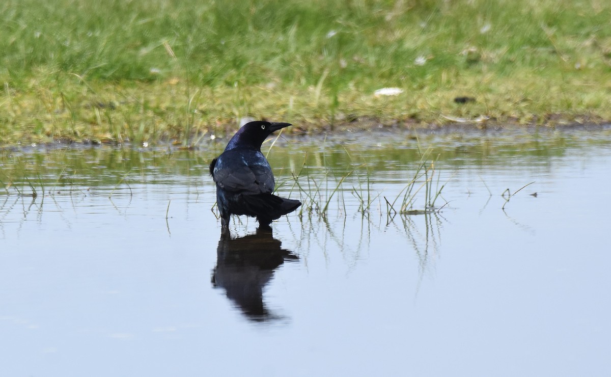 Boat-tailed Grackle - ML584103441