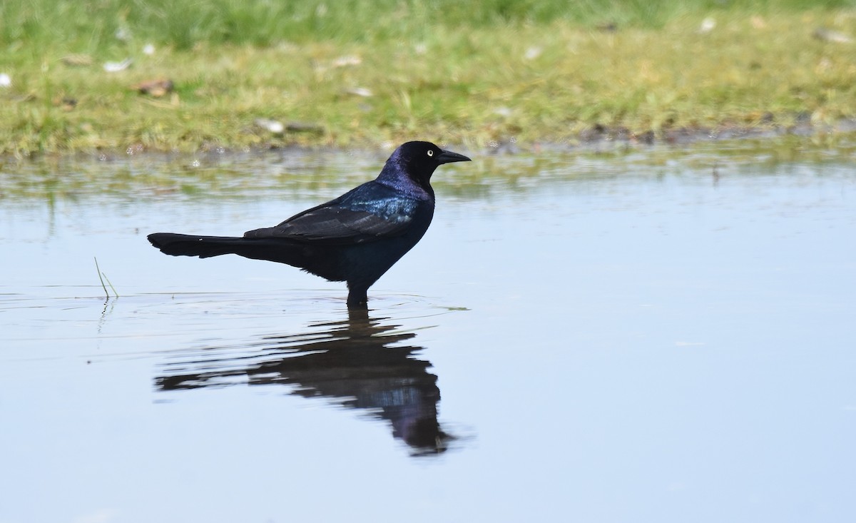 Boat-tailed Grackle - ML584103451