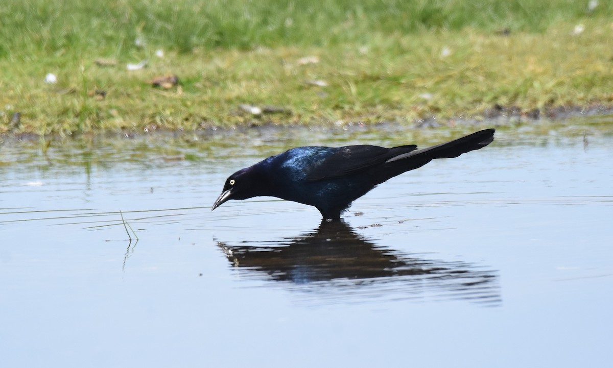 Boat-tailed Grackle - ML584103461