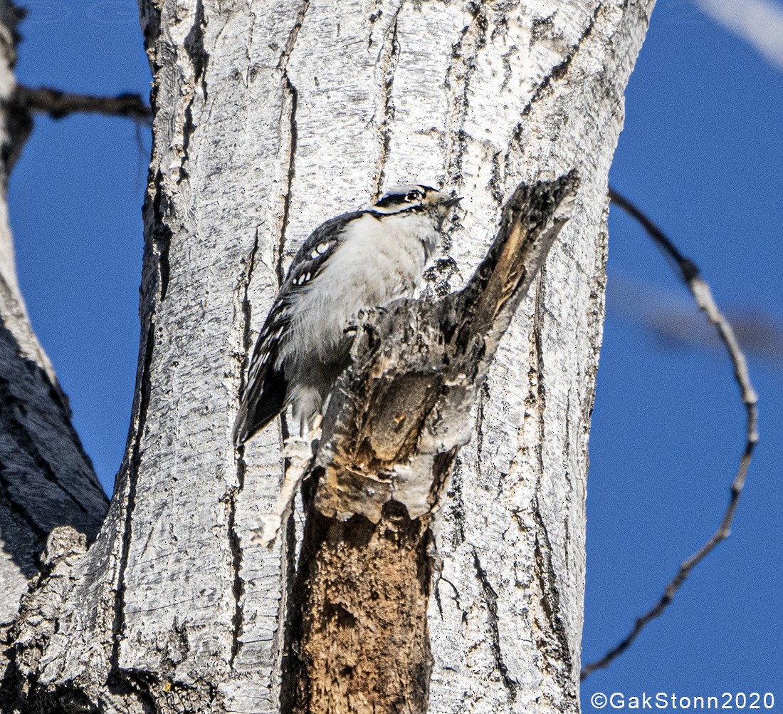 Ladder-backed Woodpecker - Gak Stonn